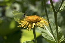 Close-up Shot Of A Brimstone Butterfly On A Yellow, Dandelion Isolated On A Blurred Background