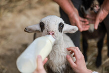 Cute Lamb Being Hand-fed By A Farmer