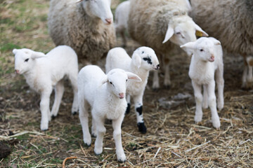 Poster - Closeup shot of cute little lambs in a pasture