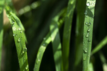 Macro Shot Of Dewdrops On Green Plants