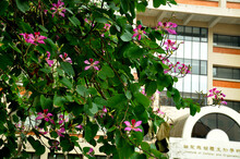 Closeup Of Purple Bauhinia Flowers Growing On A Green Tree Against A Building