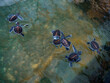 Group of baby turtles. The Sea Turtle Preservation Society