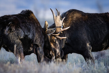 Wall Mural - View of beautiful moose fighting in a Grand Teton National Park, USA