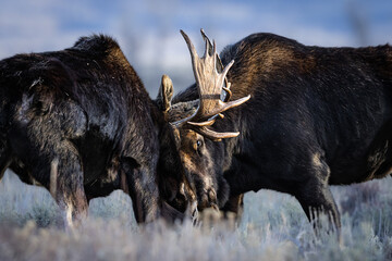 Poster - View of beautiful moose fighting in a Grand Teton National Park, USA