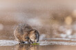 Beautiful muskrat reflecting in the water in Grand Teton National Park, USA