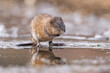 Beautiful muskrat reflecting in the water in Grand Teton National Park, USA