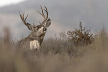 View Of A Beautiful Majestic Mule Deer Buck In A Grand Teton National Park, USA