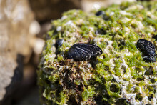Black Stones On A Rock Covered With Algae, Adriatic Sea, Croatia