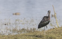 Closeup Of A Glossy Ibis In A Field Next To A Lake On A Sunny Day