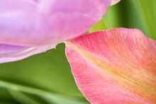 Closeup Of A Pink Tulip Petals Against Green Leaves