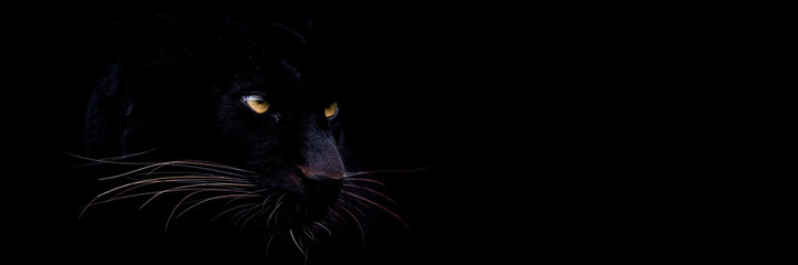 Leinwandbilder - Template of a black panther with a black background