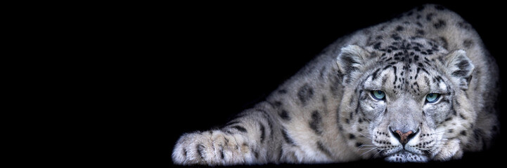 Leinwandbilder - Template of a snow leopard with a black background