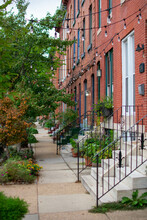 Brick Rowhouses And Leafy Trees In Baltimore, Maryland