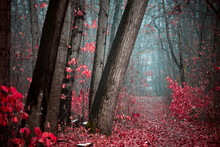Eerie View Of A Mysterious Forest With Red Leaves And Tall Trees With A Tiny Pathway