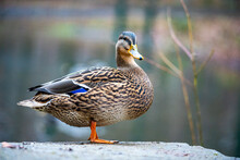 Selective Of A Female Mallard Duck Near A Pond