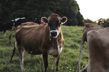 Sticker - Herd of dairy cows with ear tags grazing on a field