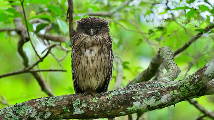 Closeup shot of an owl on a tree in Bandipur