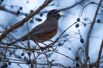 Poster - Shallow focus shot of an american robin perched on a branch swallowing a berry