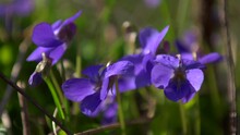 A Group Of Dog Violets In Spring, Close Up, Looping
