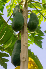 Papaya Is A Tall Herbaceous Plant In The Genus Carica, Its Edible Fruit Is Also Called Papaya. It Is Native To The Tropical Region Of Indonesia