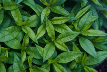 Phlox Leaves Are Dark Green In Close-up. Background Leaves, Leaf Texture. High Quality Photo