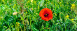 Red poppy flower in a field among green grass