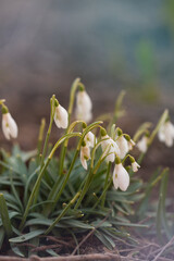 Poster - snowdrops on a dark background