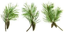 Set Of Fir Branches. Green Branches On A White Background. For Decor And Holiday Frames And Postcards, Sites And Banners