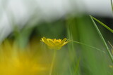 Fototapeta Dmuchawce - Piękny kolorowy wiosenny kwiat na łące. 