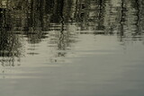 Fototapeta Kwiaty - Spiegelungen von Bäumen in einem Fluss