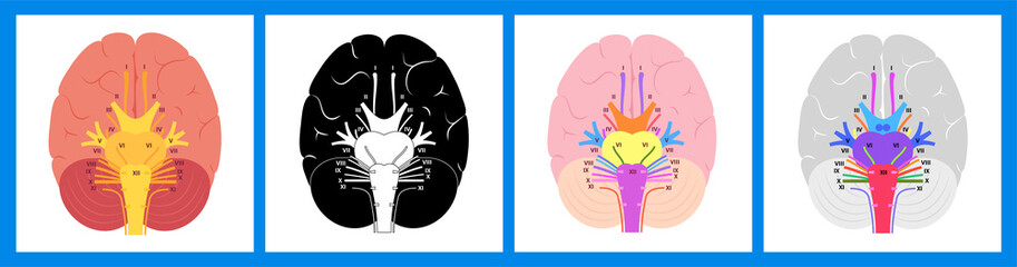 Sticker - Cranial nerves diagram