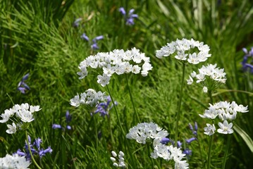 Wall Mural - Allium cowanii (Allium neapolitanum) flowers. Amaryllidaceae pennial bulbouus plants. The flowering season is from April to June.