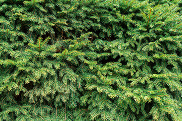 Canvas Print -  Bright green spruce needles, plant background