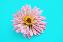 Pastel Pink Zinnia Flower On Cheerful Bright Blue Background.