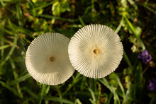 Delicate Parasol Shaped White Dapperling Mushroom Or Fungi On A Lawn In Tropical North Queensland After Rain.