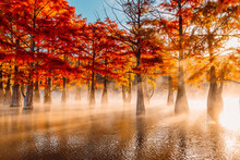 Swamp Cypresses On Lake With Reflection, Fog And Sunshine. Taxodium Distichum With Orange Needles In Florida.