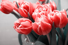 Faded Image Of Elegant Pink Tulips In The Glass Vase. Flowers And Celebration Backgrounds