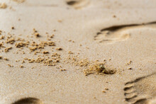Ghost Crab On The Beach And Footprints In The Sand.