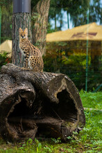 Serval Sits On A Felled Tree In The Zoo