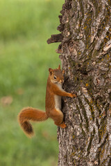 Sticker - Red Squirrel Climbing