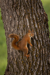 Wall Mural - Red Squirrel Climbing