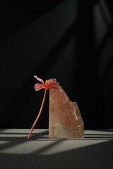 Wall Mural - Vertical modern still life composition of fresh pink flower and halite on gray table against black wall background in gobo lighting