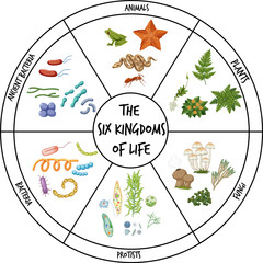 Wall Mural - The six kingdoms of life