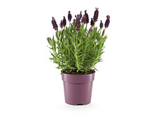 French Lavender In A Purple Plastic Pot Isolated On White Background