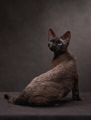 Wall Mural - cat breed devon rex on a brown canvas background. Pet portrait in studio