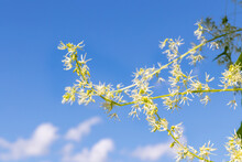 Delicate Inflorescence Of White Light Flowers Of Echinocystis Lobata Against A Blue Sky