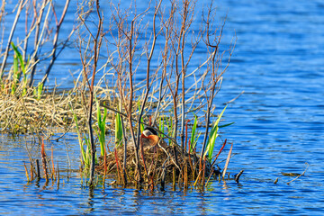 Sticker - Red necked grebe lying down in the nest