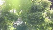 Rich Green Leaves Of A Tree Waving In Wind. Beautiful Roundish Bokeh. Sun Shining Through. Abstract Slow Motion Shot