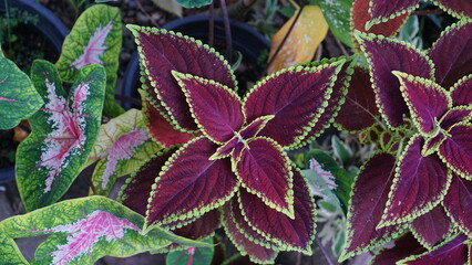 Wall Mural - Coleus is a genus of annual or perennial herbs or shrubs, sometimes succulent, sometimes with a fleshy or tuberous rootstock, found in the Old World tropics and subtropics.