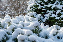 Beautiful Winter Landscape With Evergreen Conifers And Frost-covered Green Trees In A Tranquil Garden.